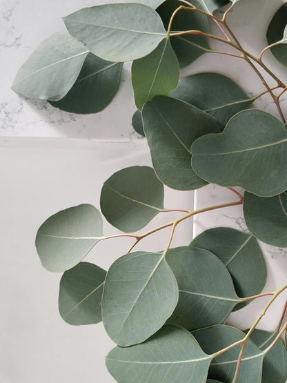 mac + mitchell eucalyptus spa mist bottle label with greenery
